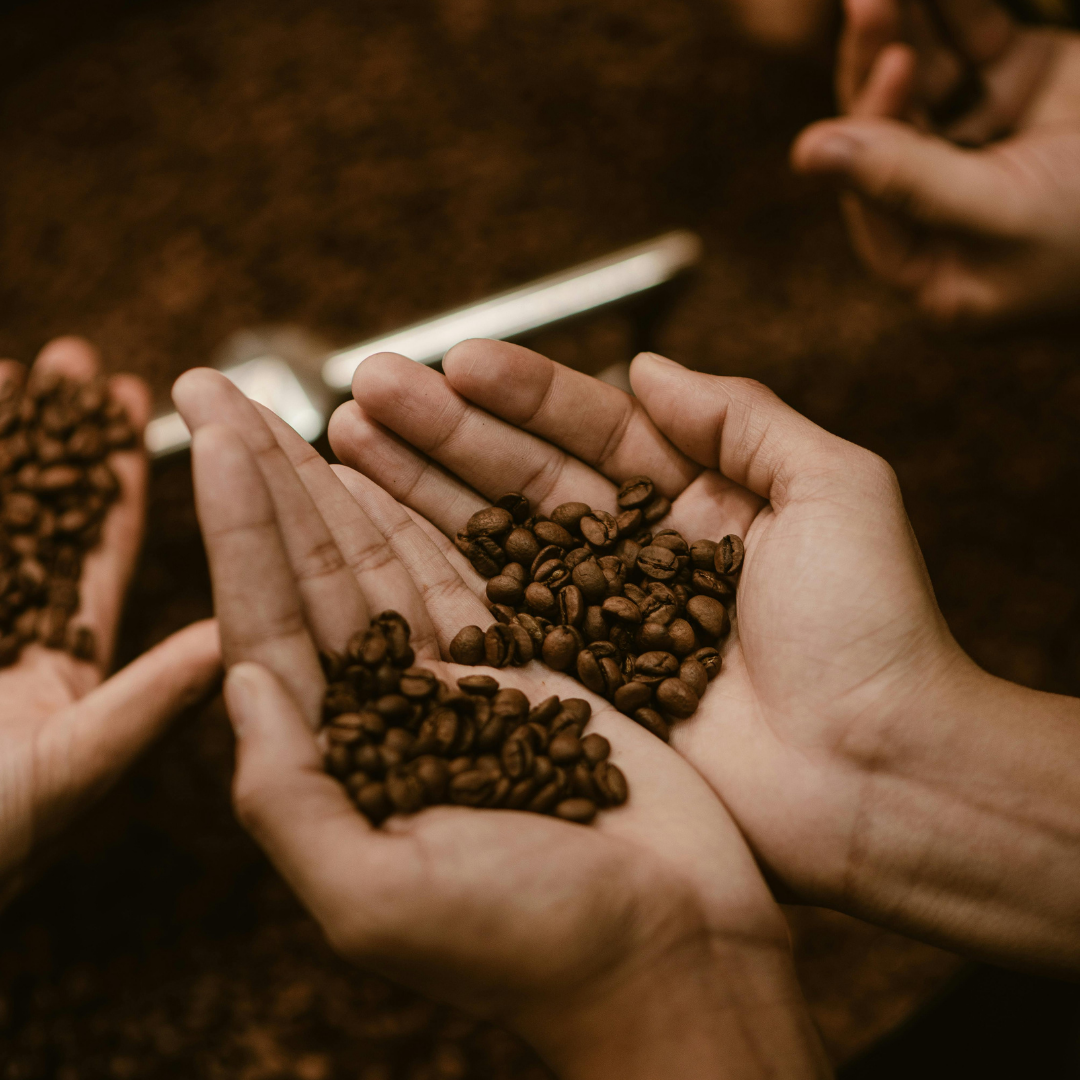 Immersion sensorielle café MaxiCoffee