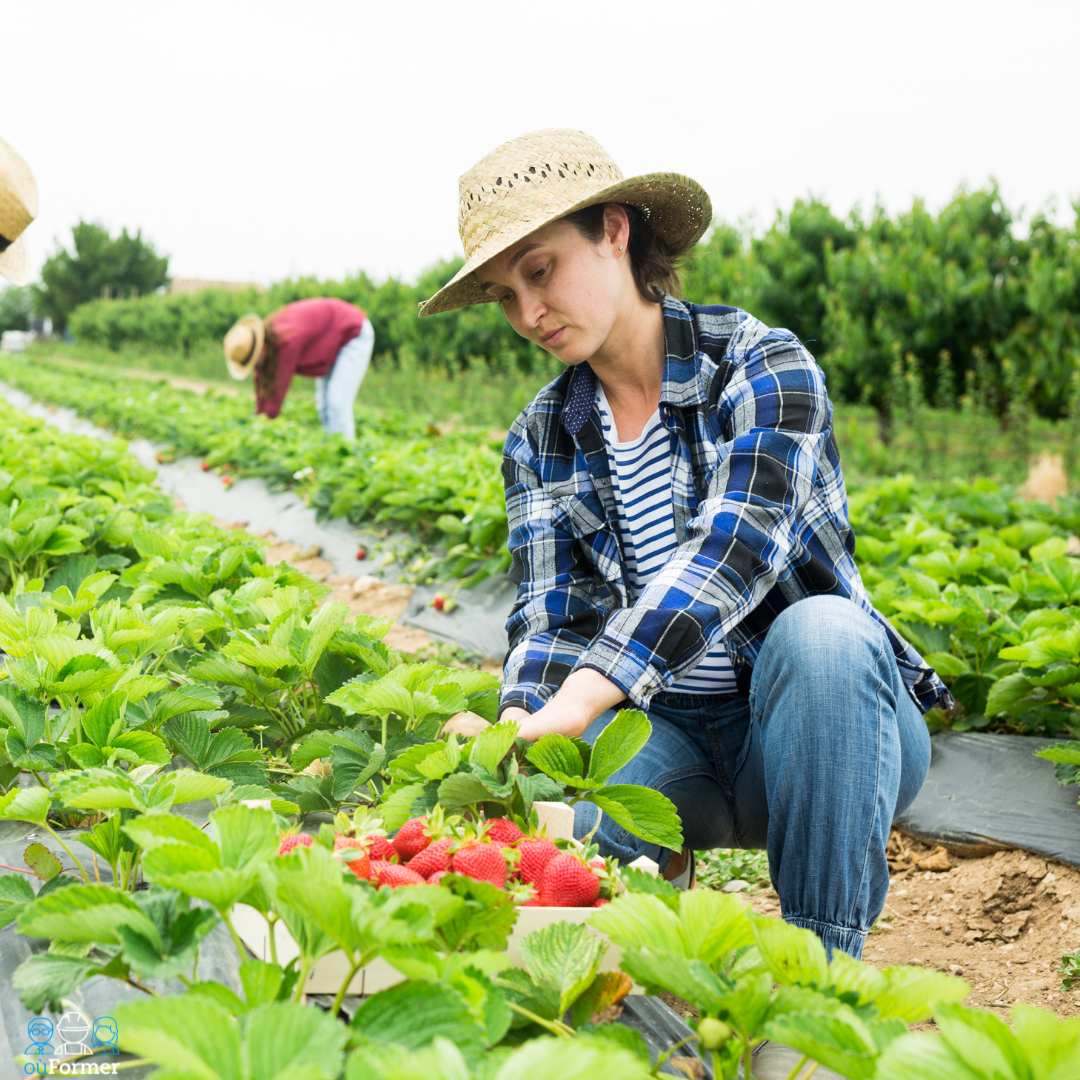 Saisonnier agricole travaillant au rythme des récoltes